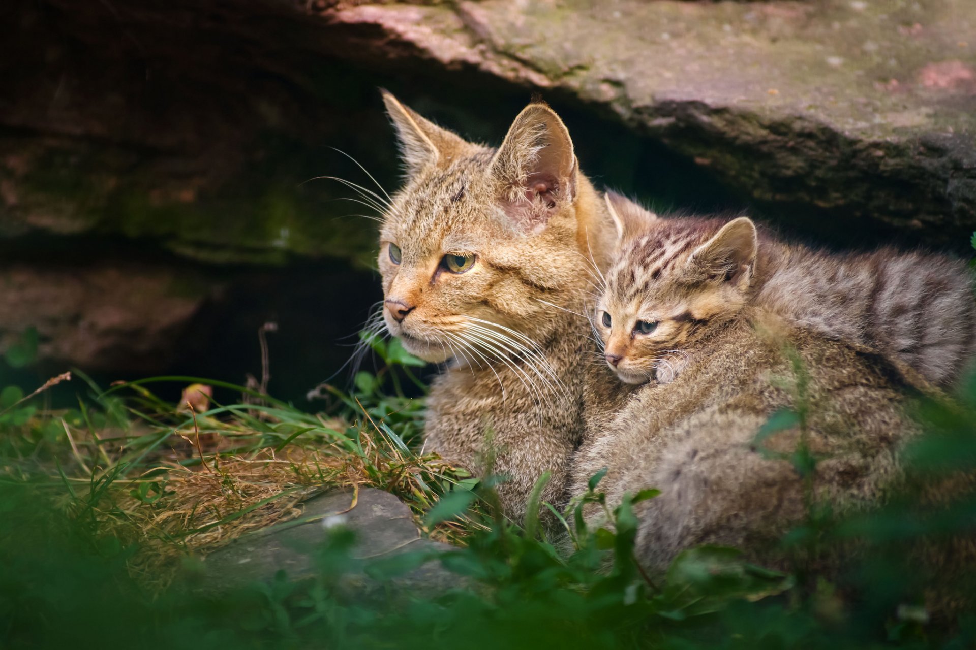 salvaje gato salvaje maternidad