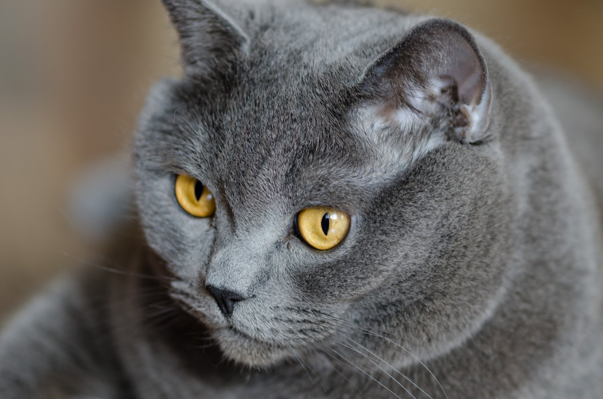 chat britannique chat britannique gris yeux jaune regard