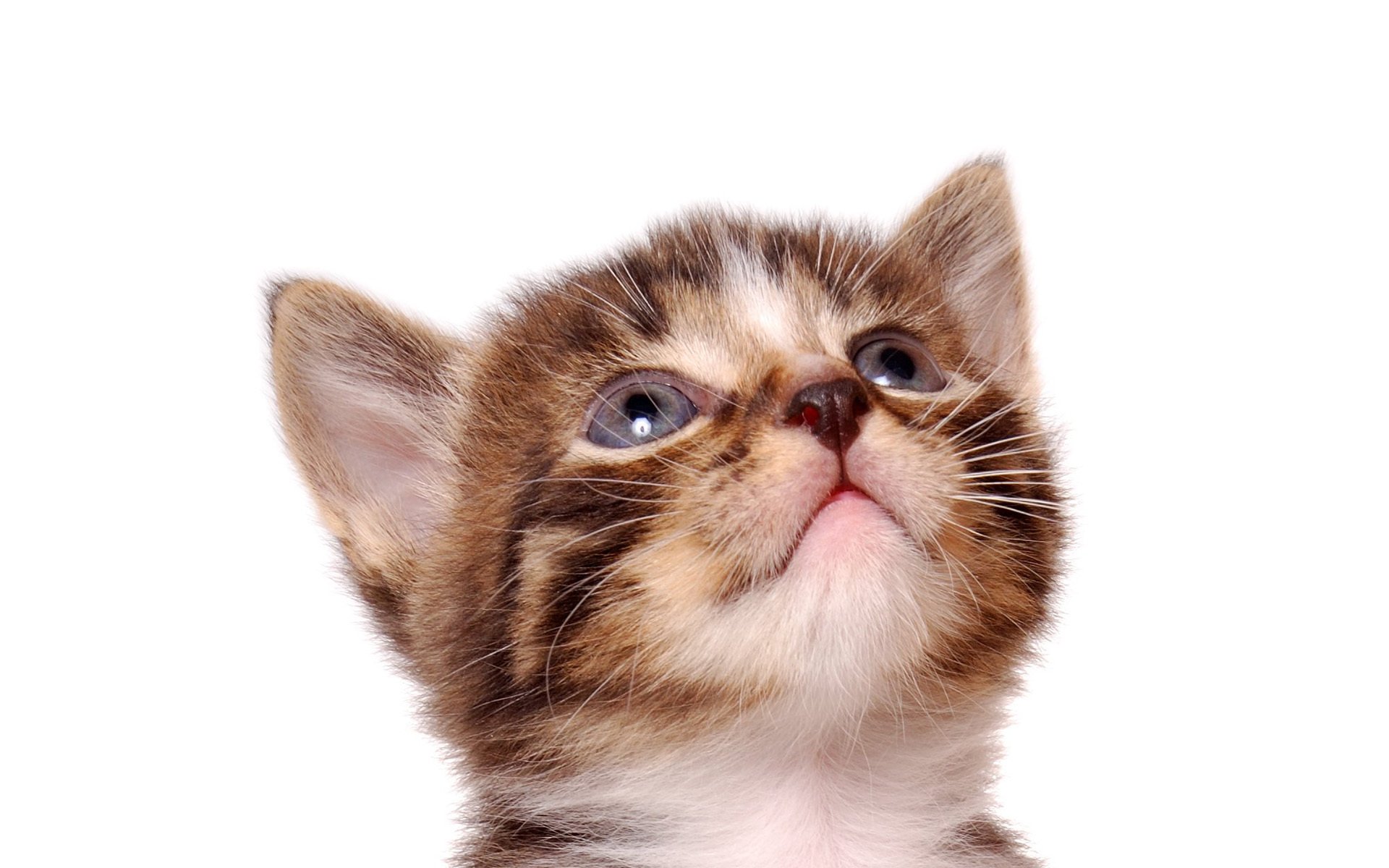 cat cat kitten striped white background