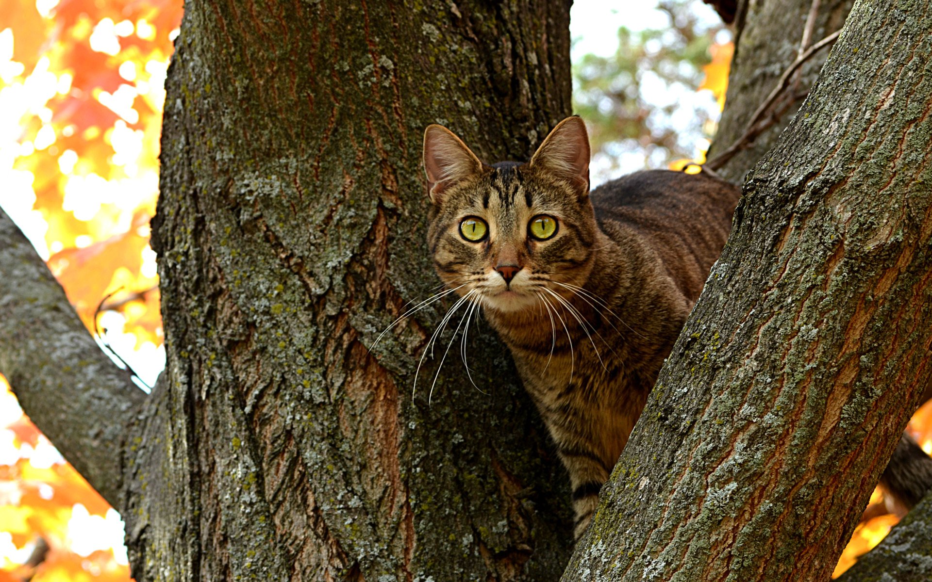 chat chat arbre tronc branches yeux