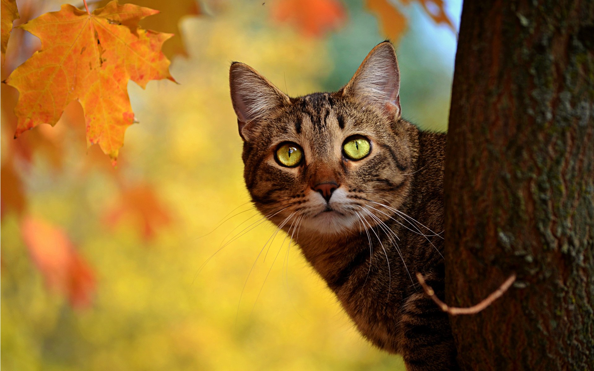 cat autumn tree trunk peeps leaves yellow maple