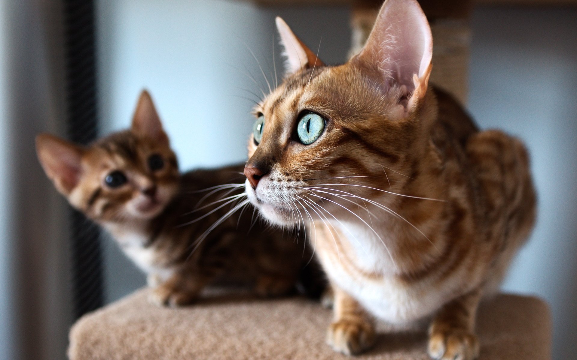 chat vue fenêtre bengali