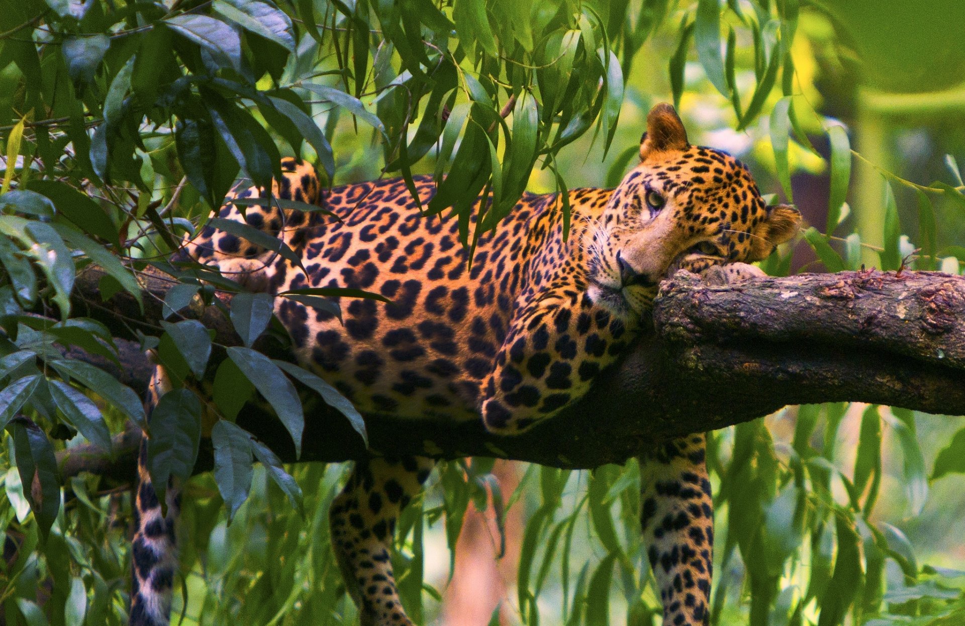 leopardo albero foglie predatore riposo