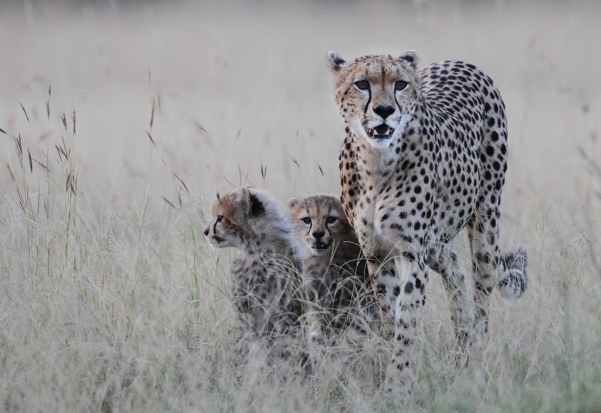 guépard cheetah chatons prédateur