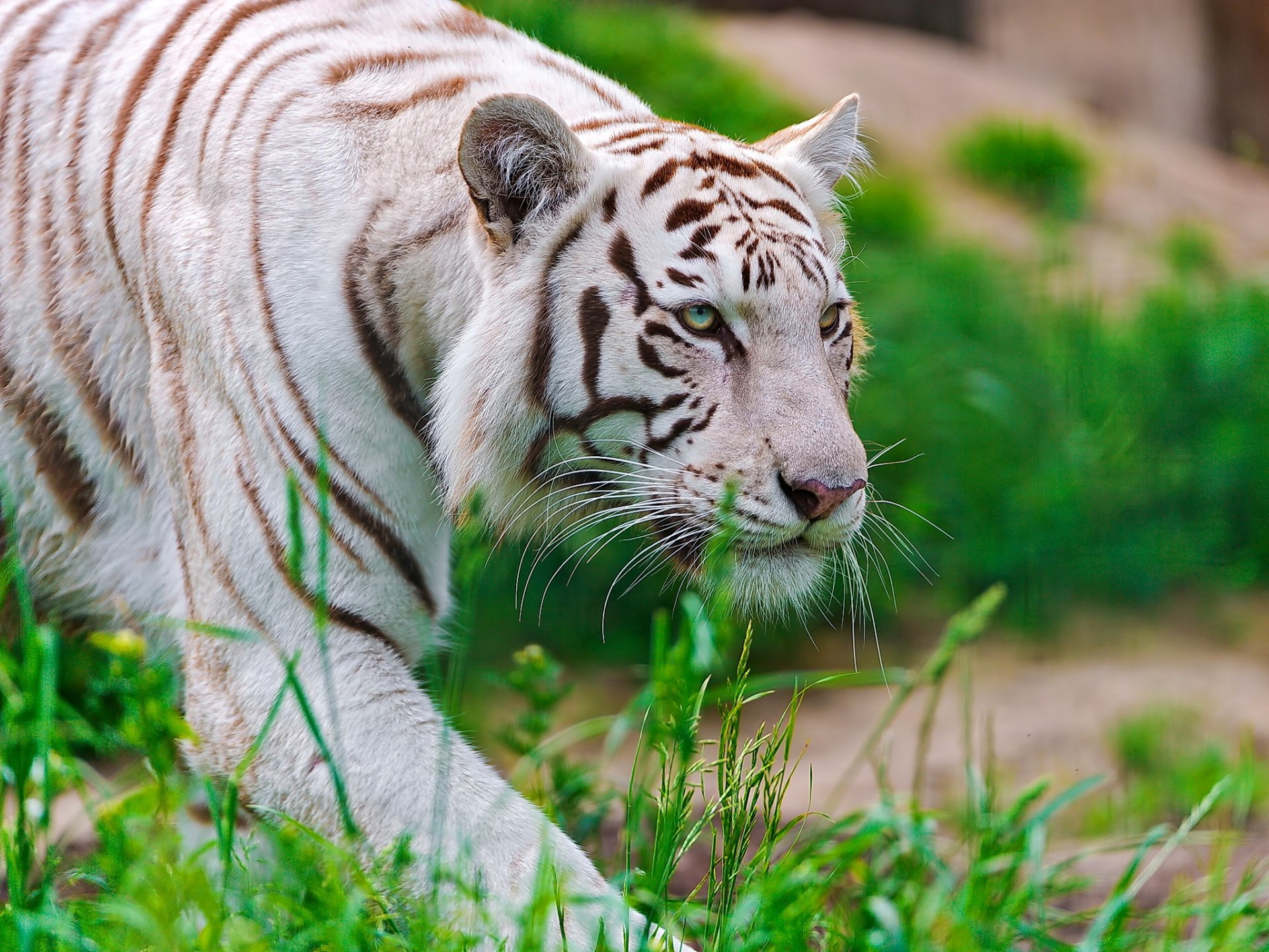 tigre blanc waite tiger museau prédateur se faufiler