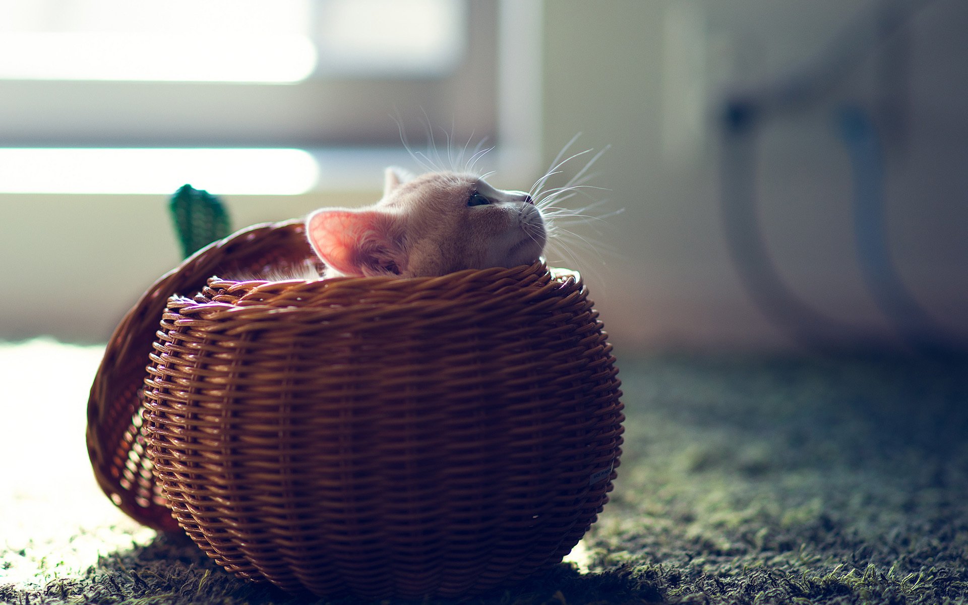 chat chaton hannah ben torod panier boule sphère