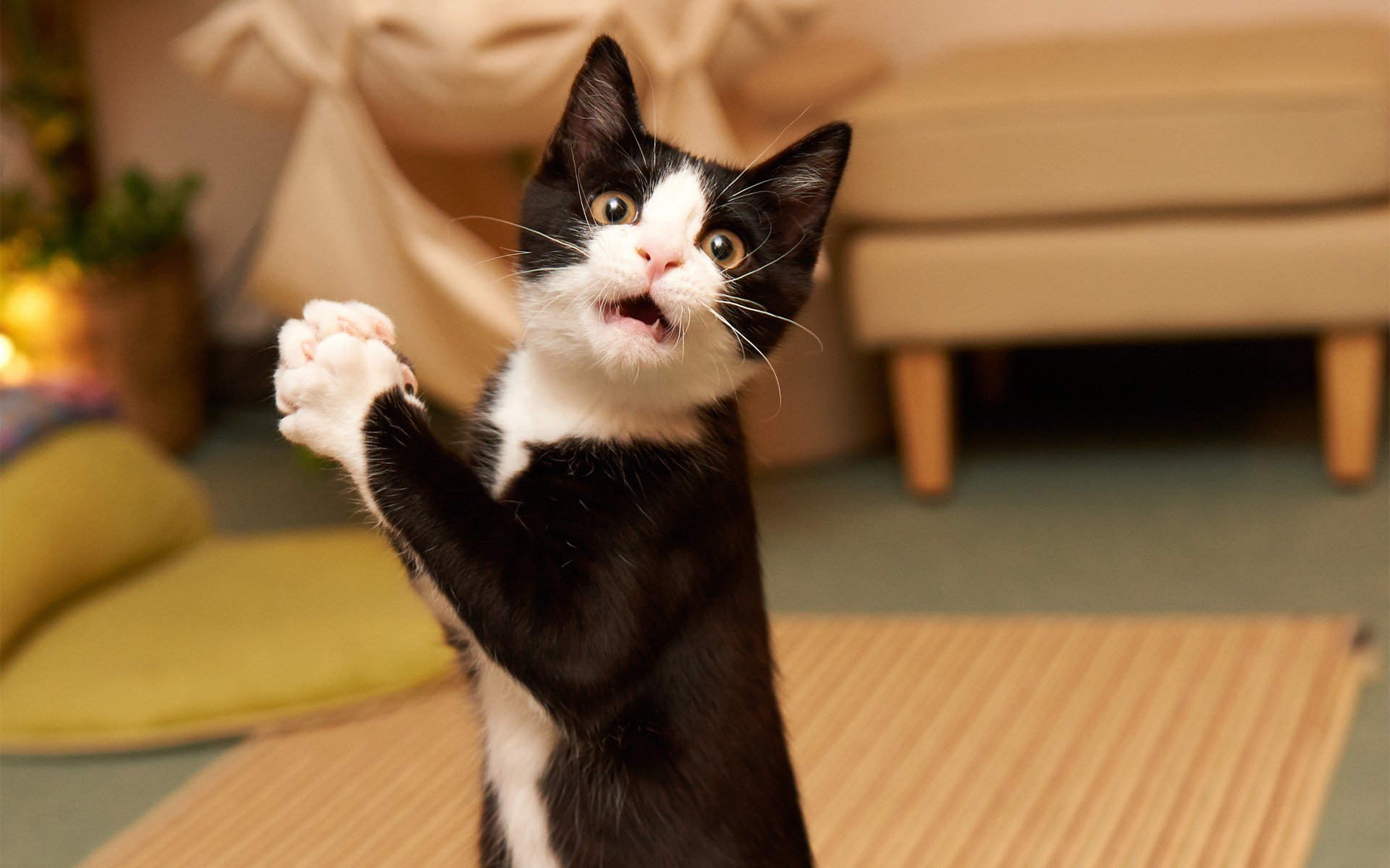 erstaunte katze überrascht kätzchen humor erstaunt katze überrascht schön