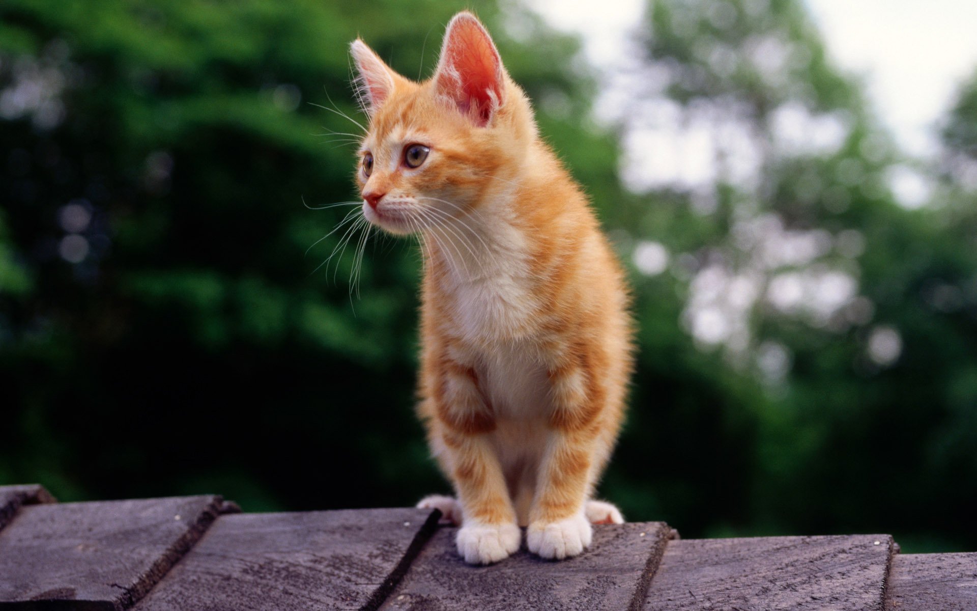 gatto gatto gattino rosso tetto guarda