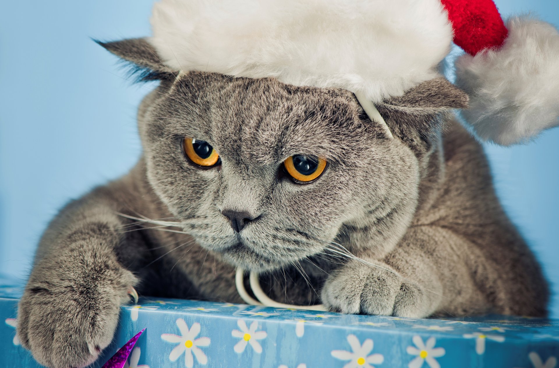 katze wütend brite grau hut weihnachten katze box pfoten krallen schnauze augen gelb