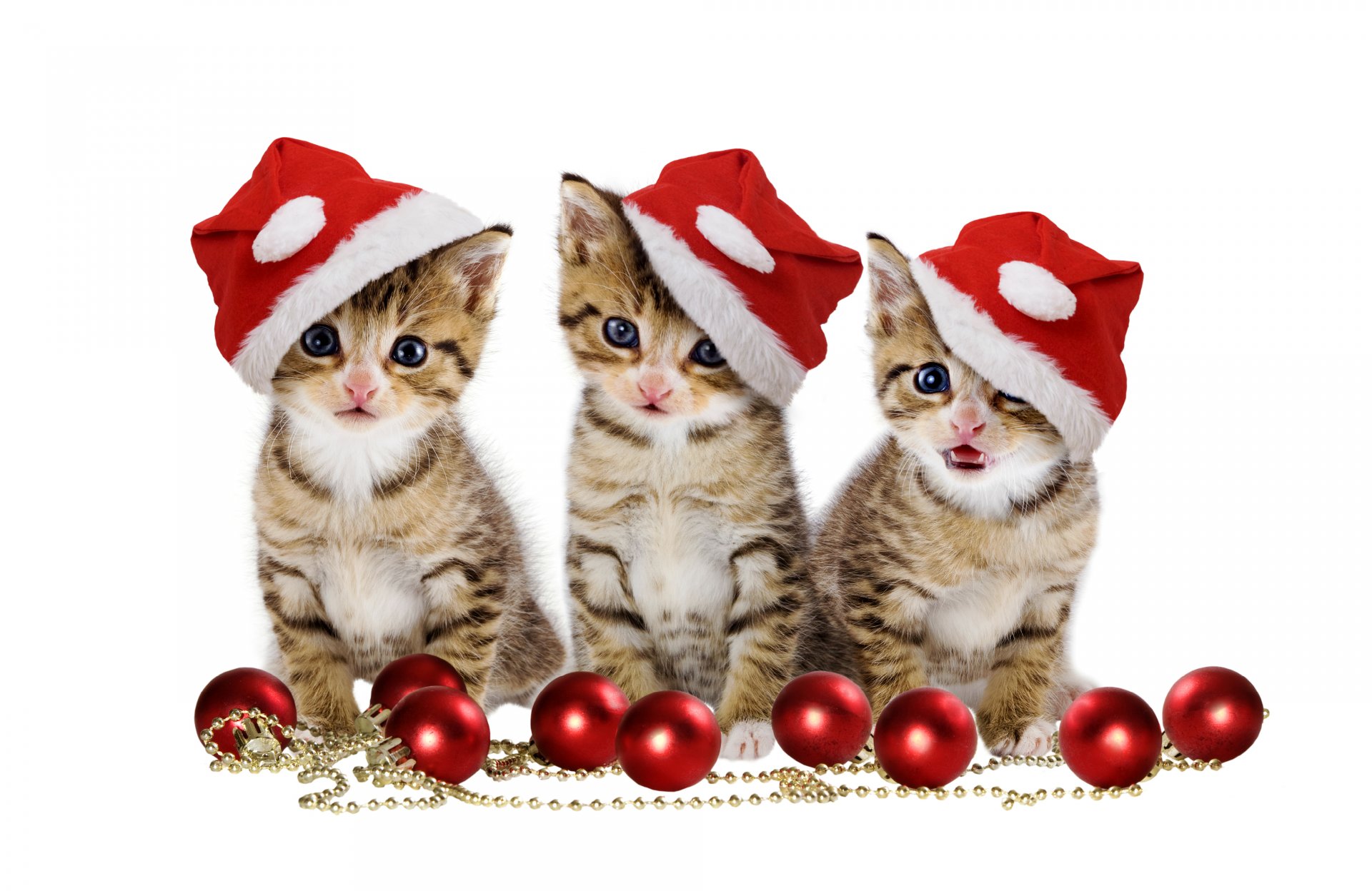 palle di natale buon natale cappello magia bella palle rosse bellezza gatti palle natale occhi di gatto gattino natale magico palla rossa occhi gatto