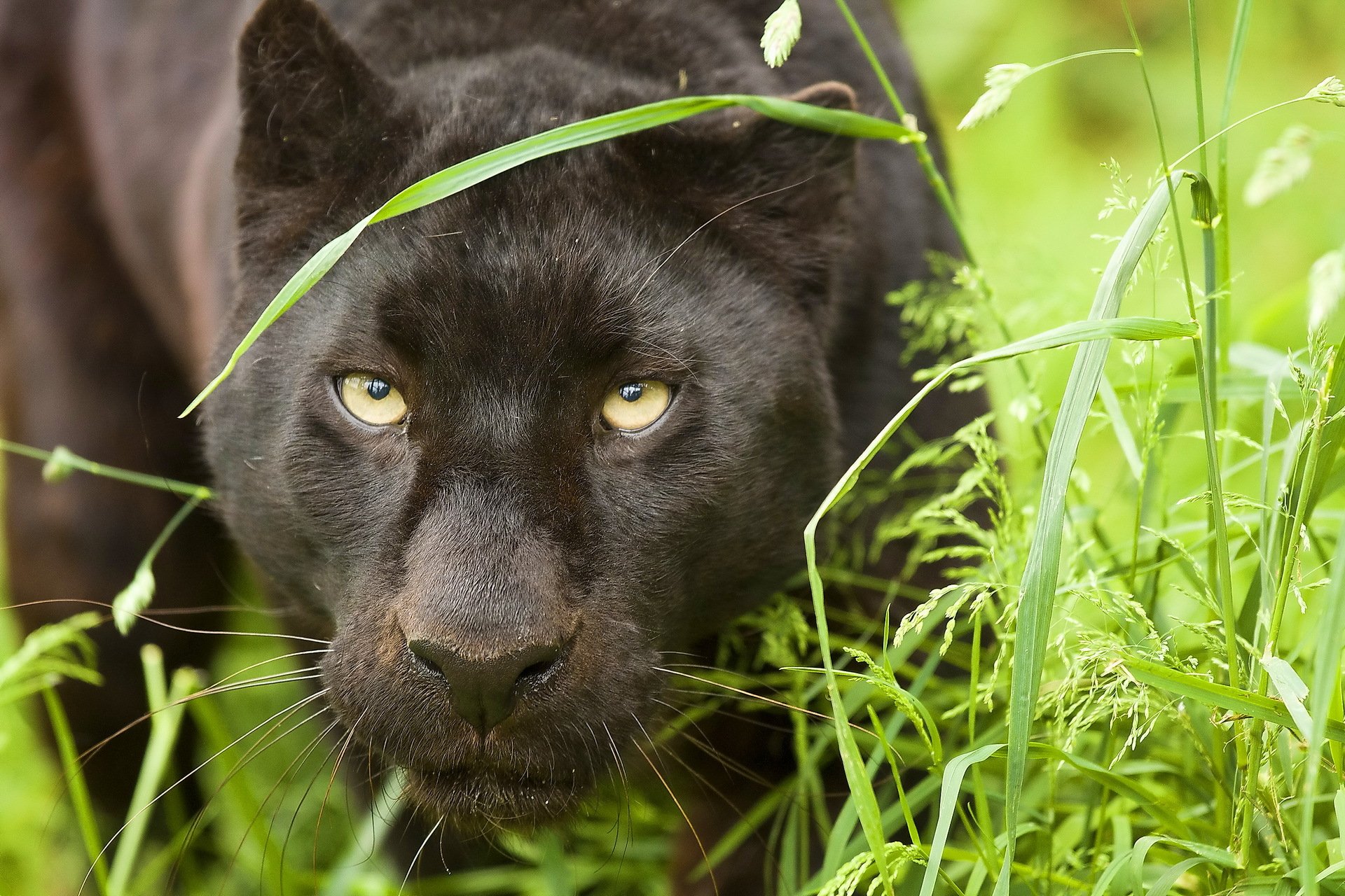 leopardo pantera pantere muso vista baffi predatore erba