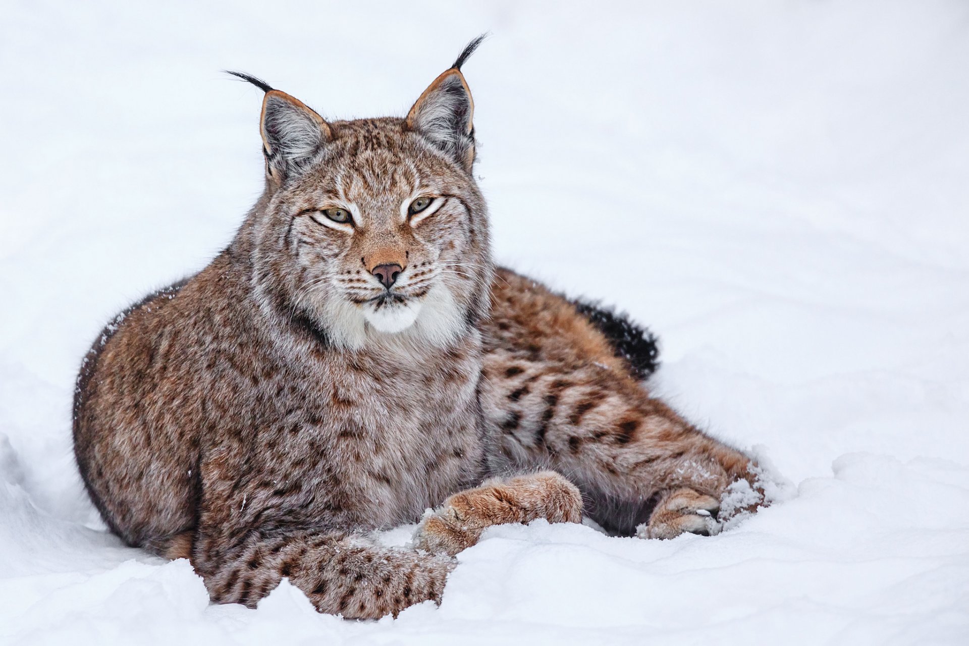 lince neve inverno gatto