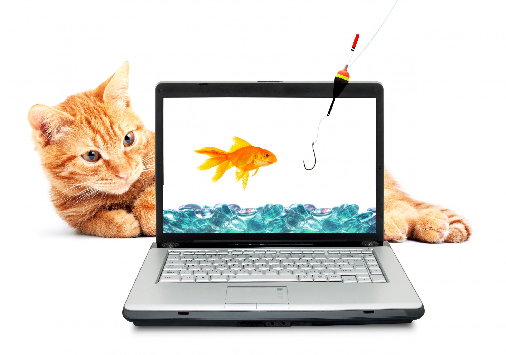 katze rot goldfisch haken angelrute laptop wasser