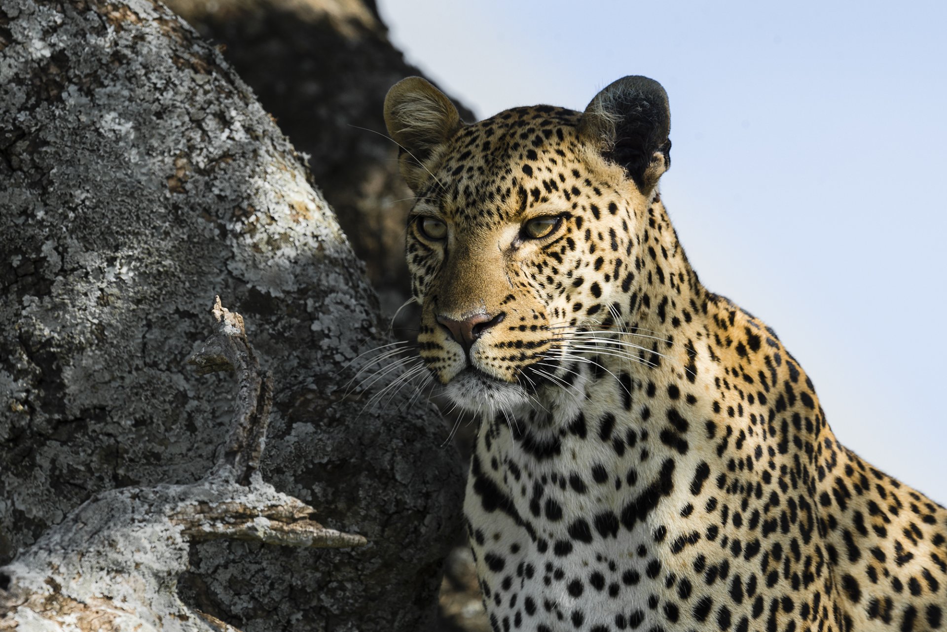 leopard face view predator