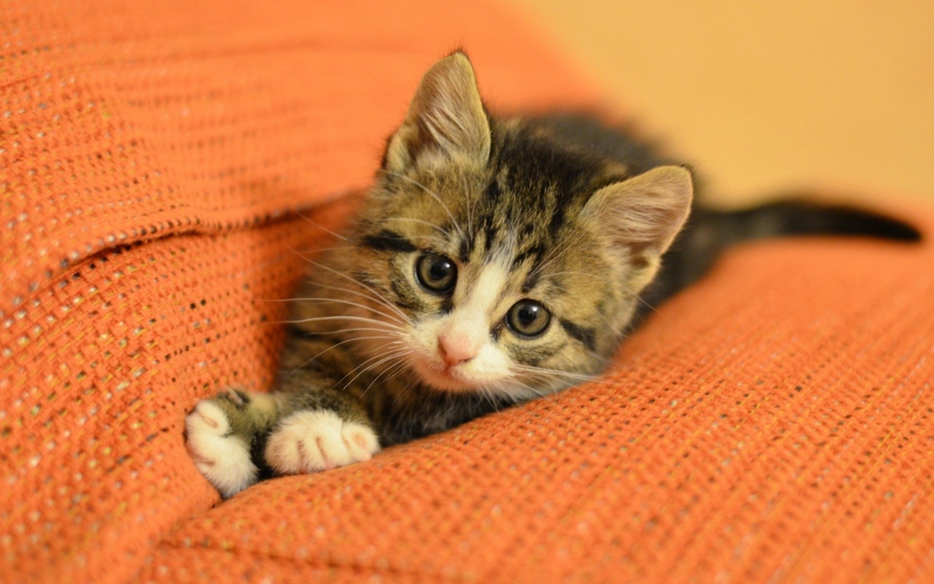 chat chat chaton museau. pattes pattes canapé. orange fond widescreen fond d écran