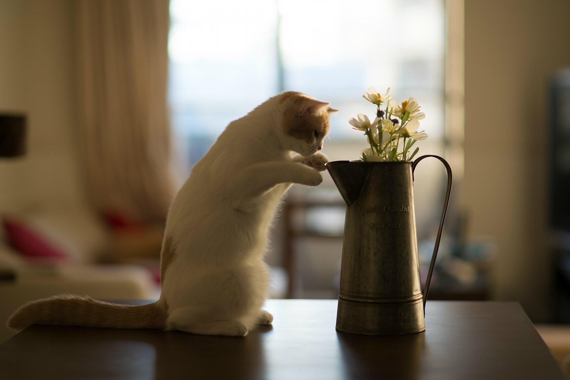 hanna © benjamin torode katze blumen tisch