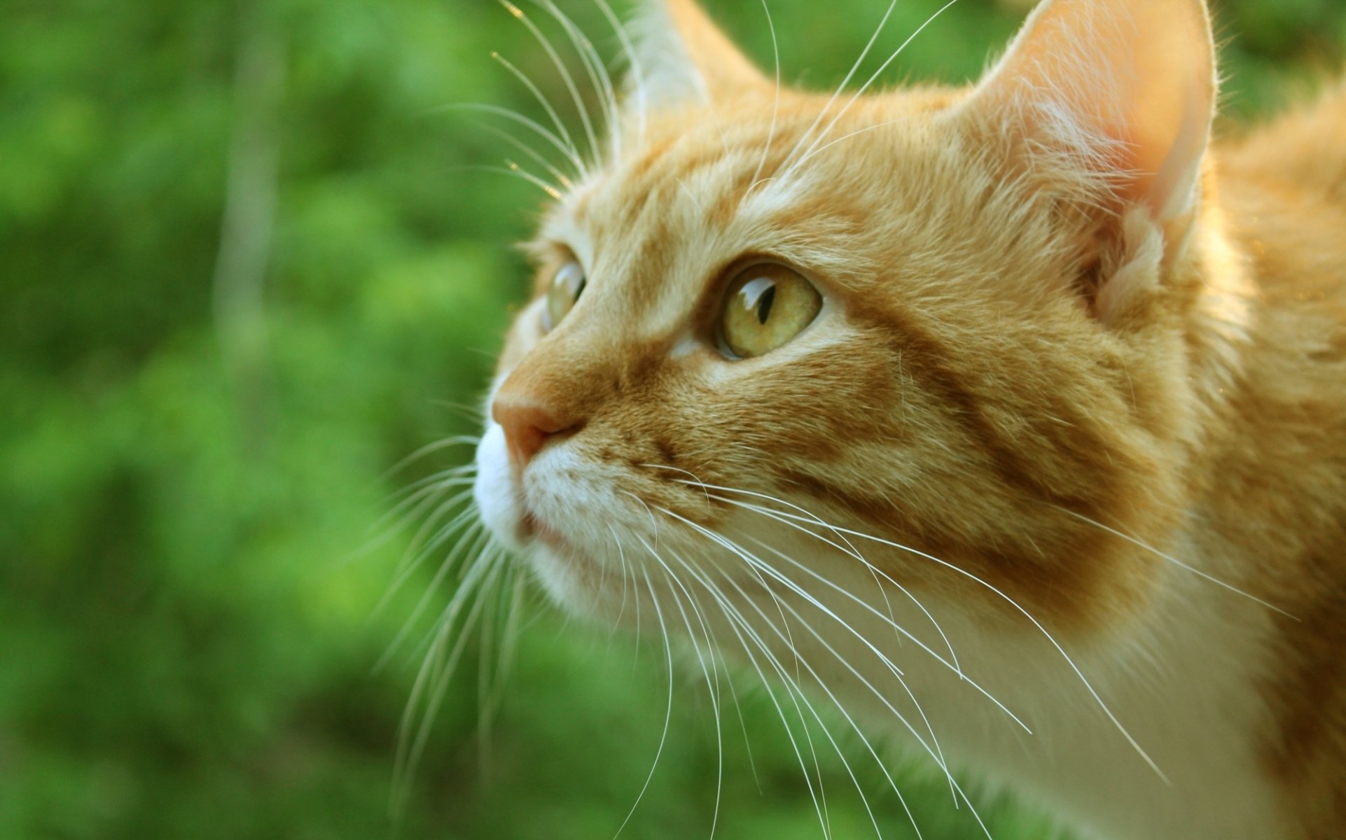 katze katze kote rot schnauze makro grün