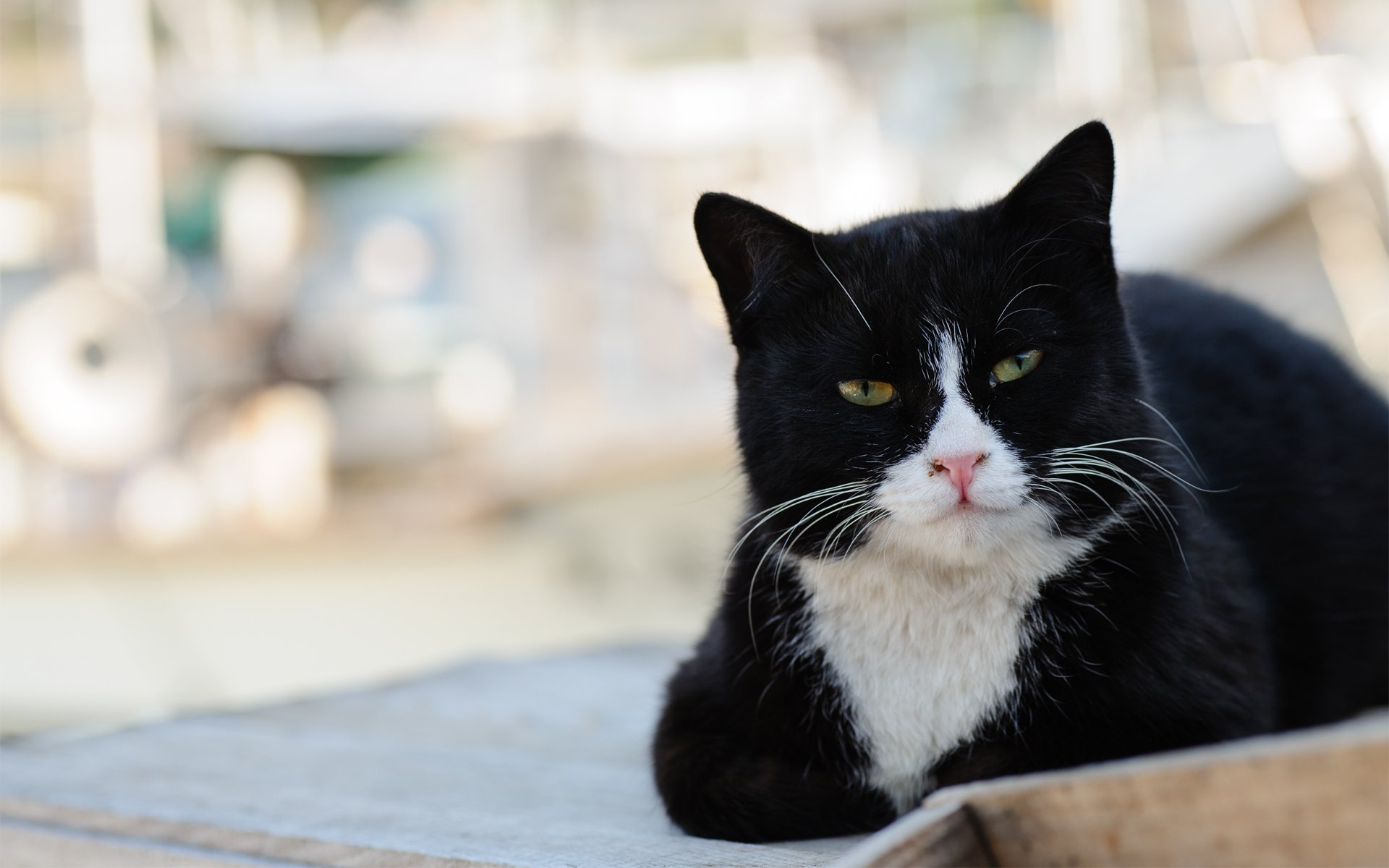 chat chat rue noir et blanc se trouve museau