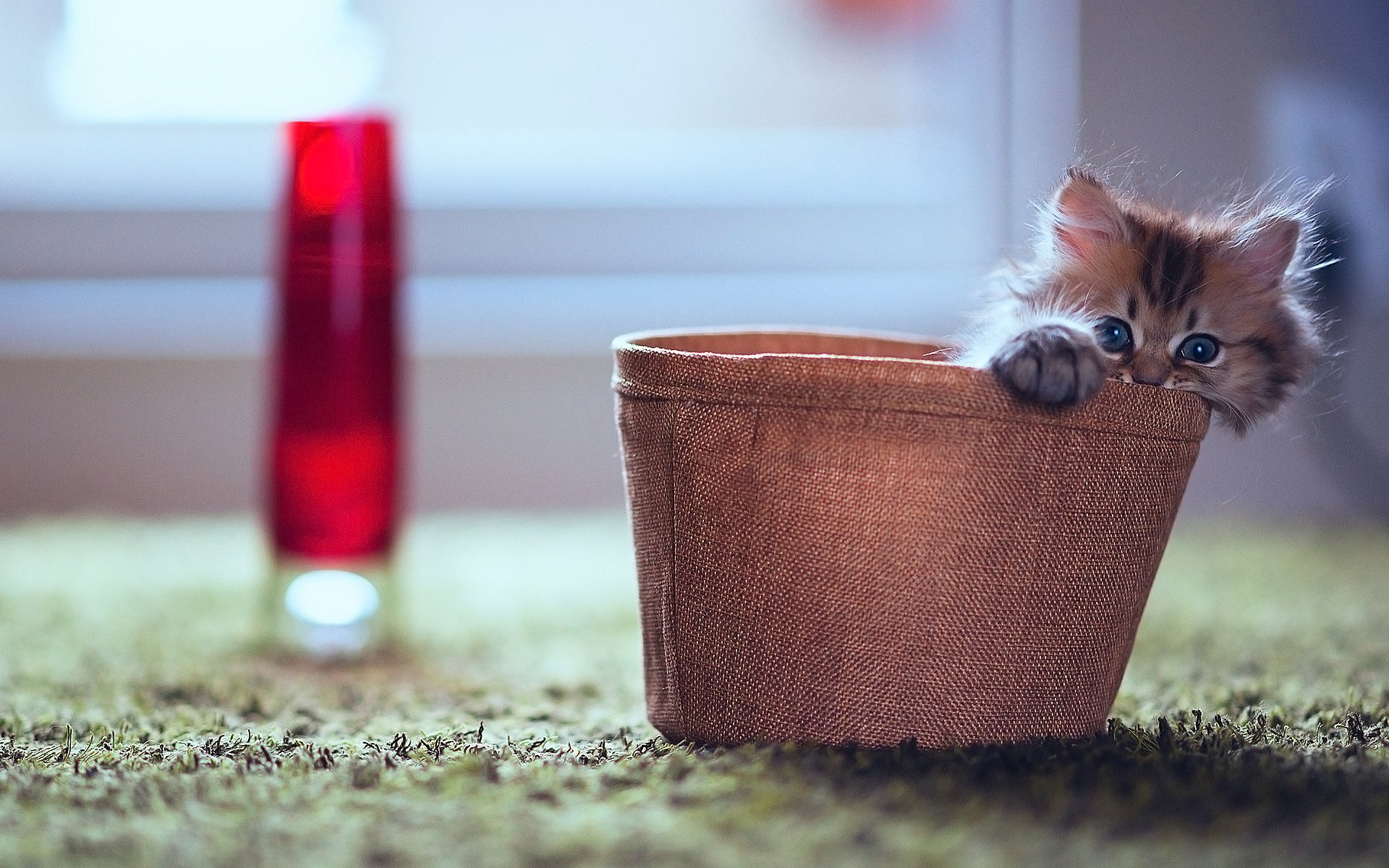 chaton petit boîte regard jeu