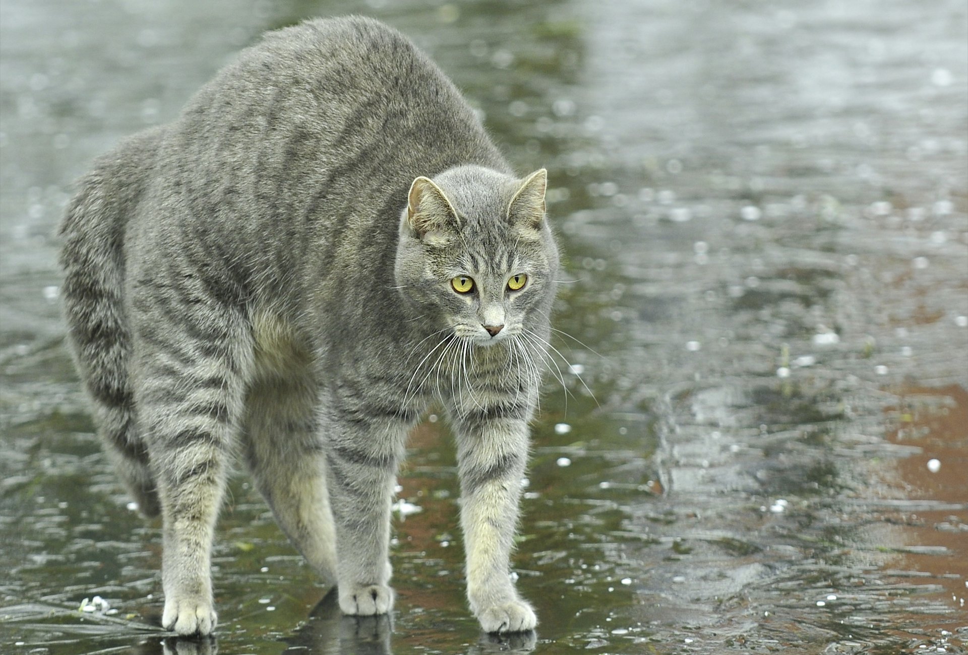 кошка кот улица лужи дождь спина дугой