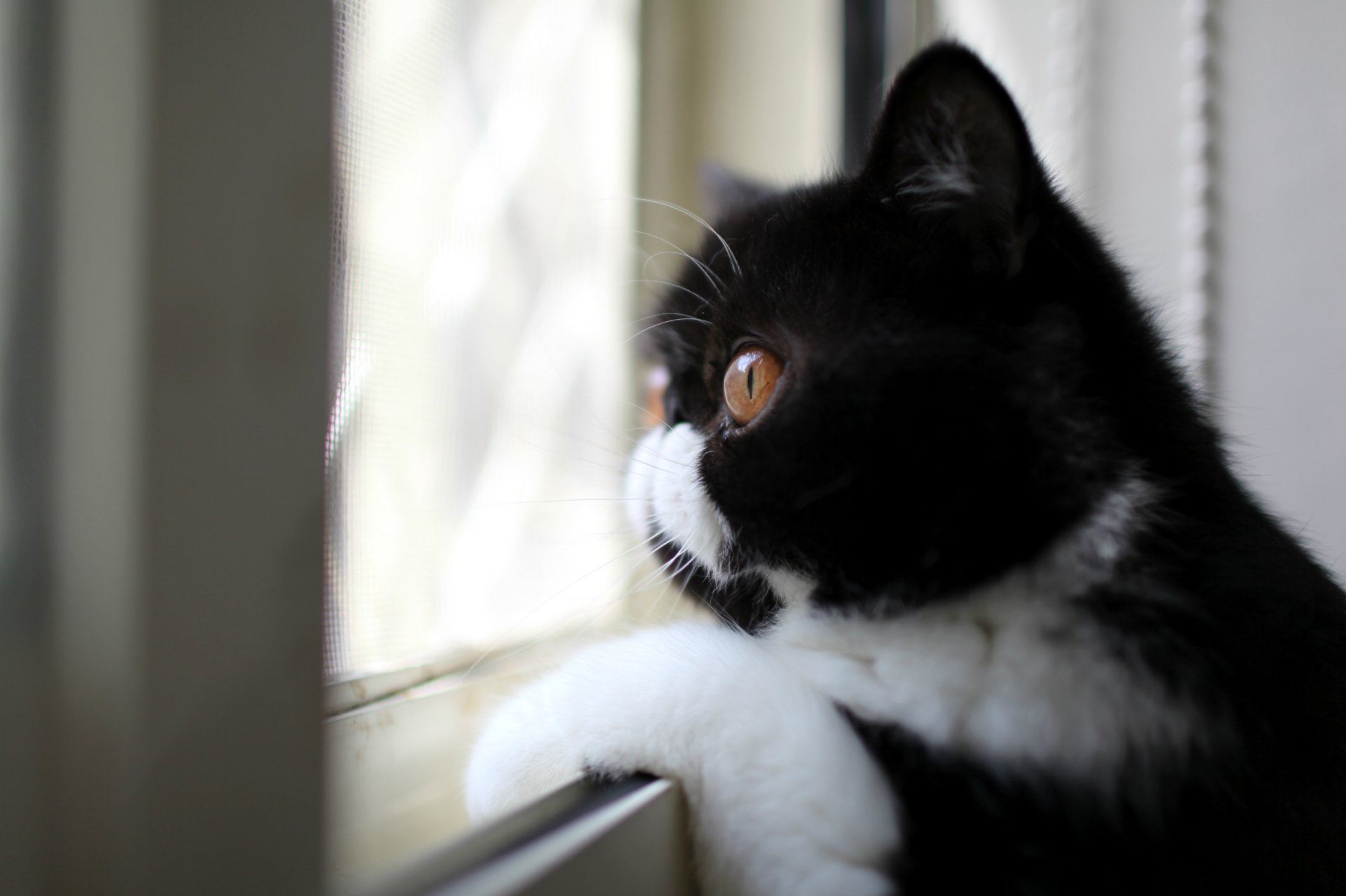 gato blanco y negro color perfil vista mirando por la ventana