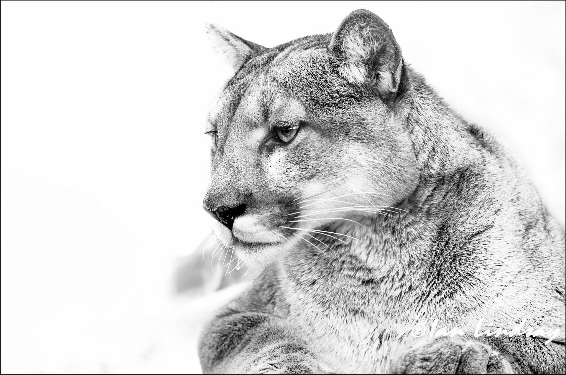 puma kaguar berglöwe schwarzweißbild s/w weißer hintergrund