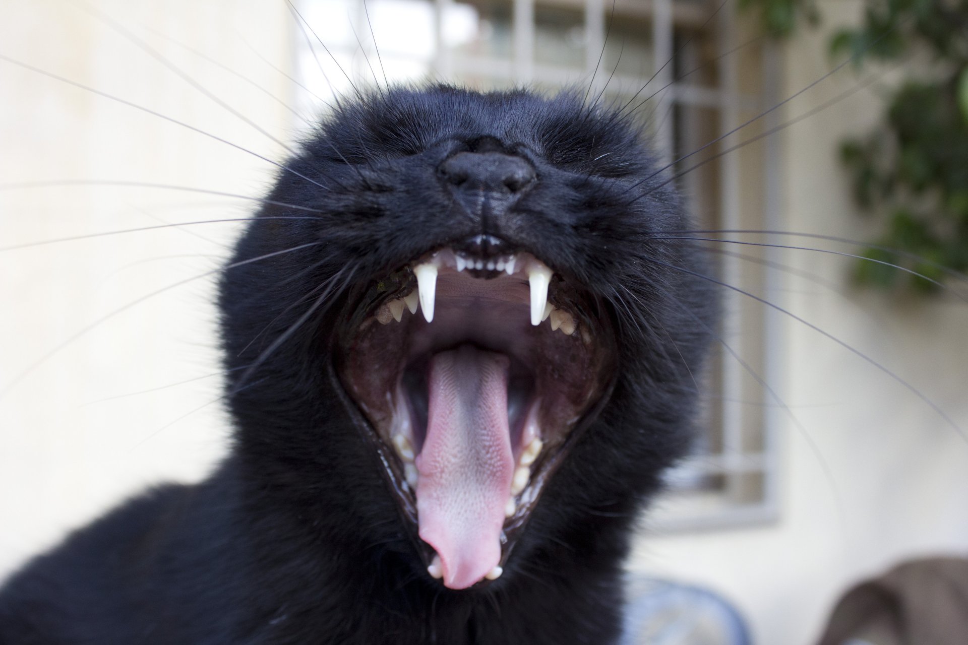 katze gähnend ansteckend arschloch