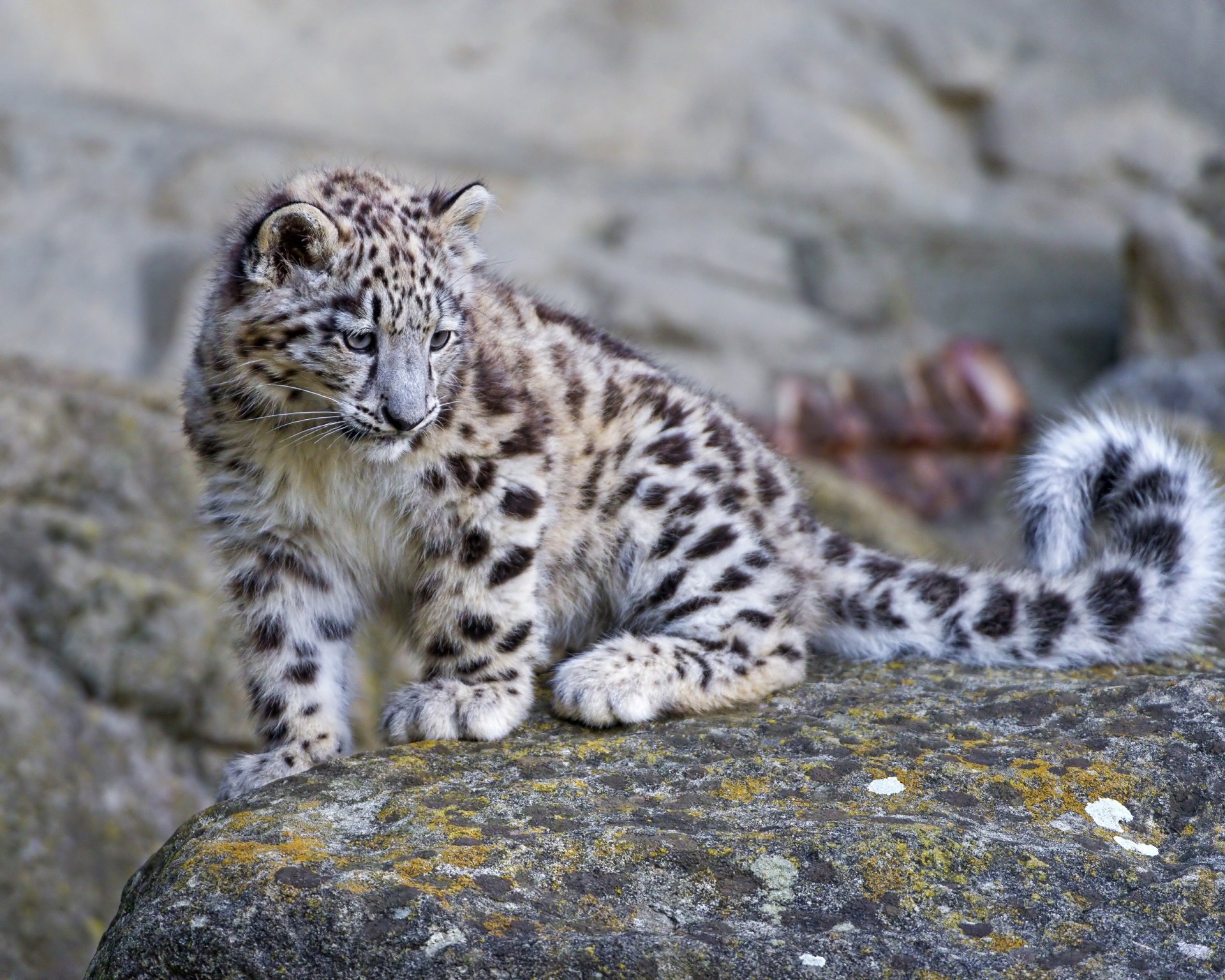 now leopard snow leopard stone