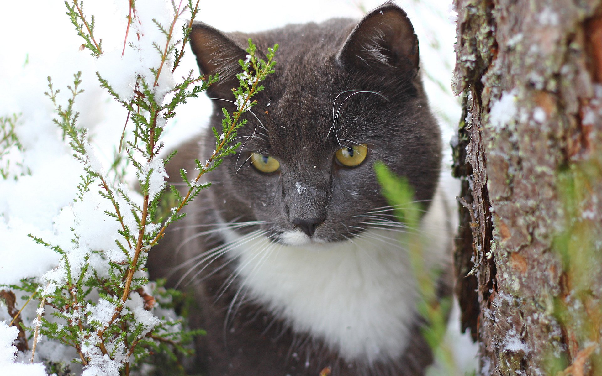 chat chat neige arbre tronc thuya