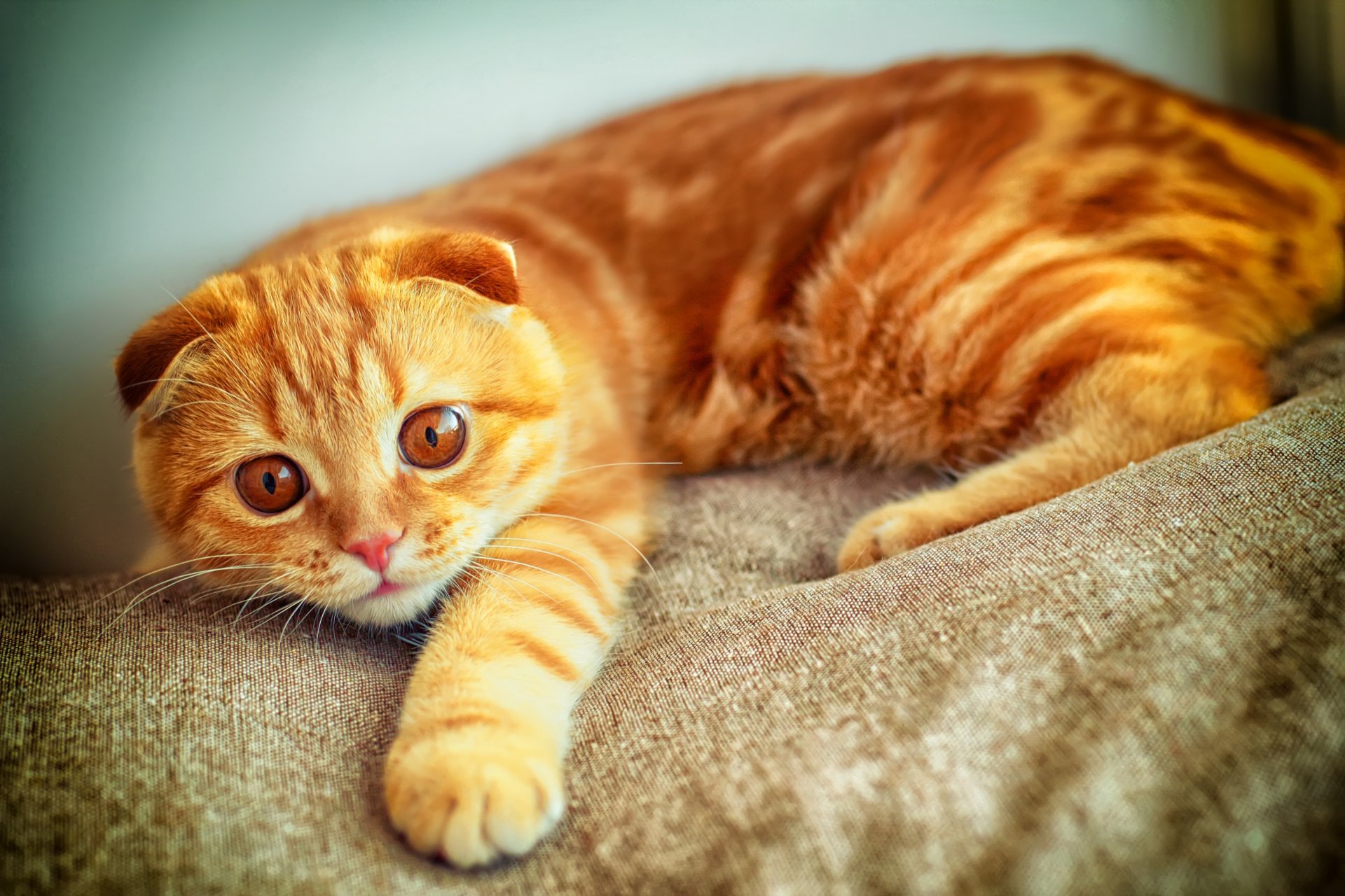 chat portrait patte joue rousse scottish fold vue