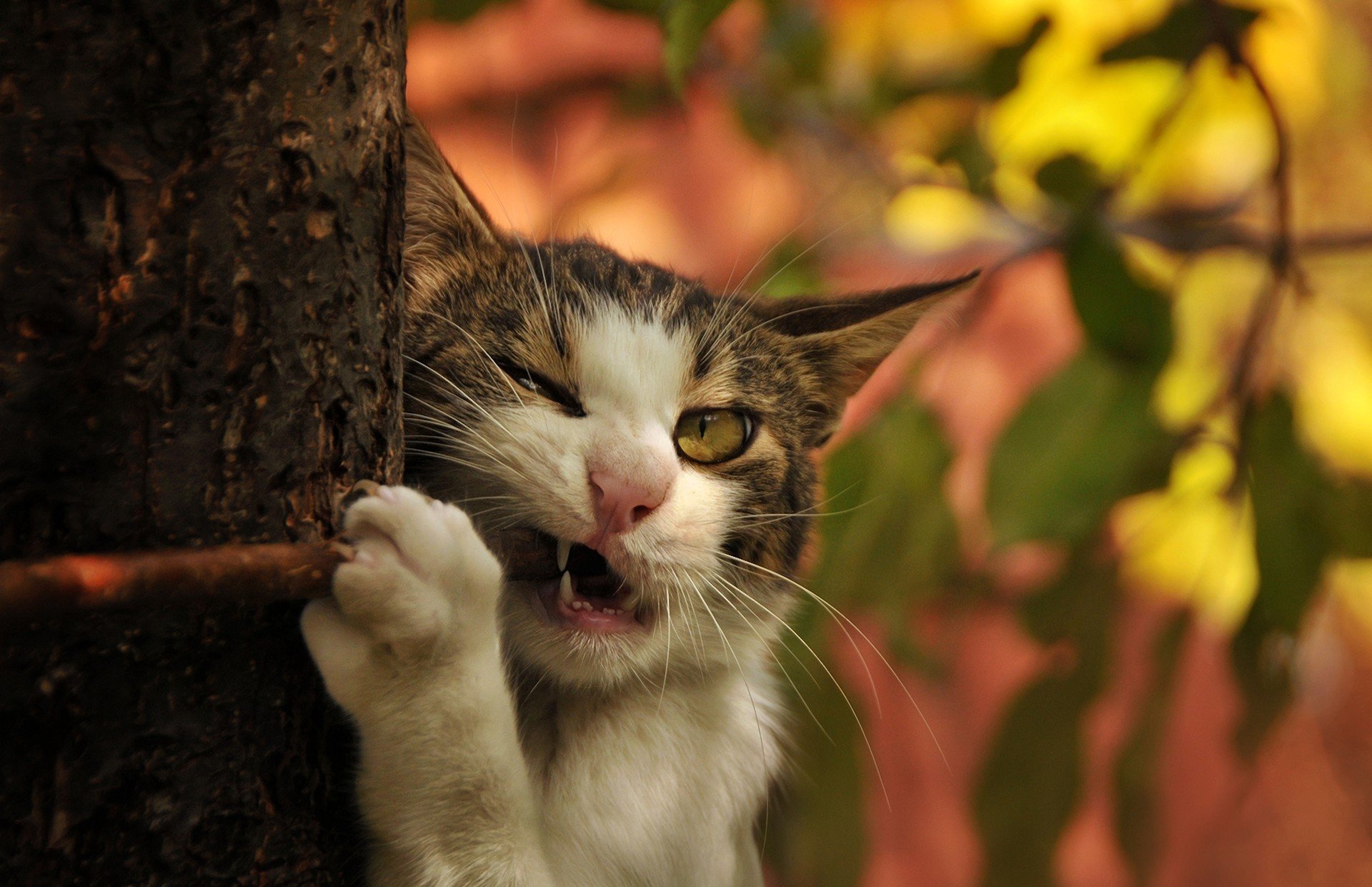 gato gato árbol tronco rama colmillos