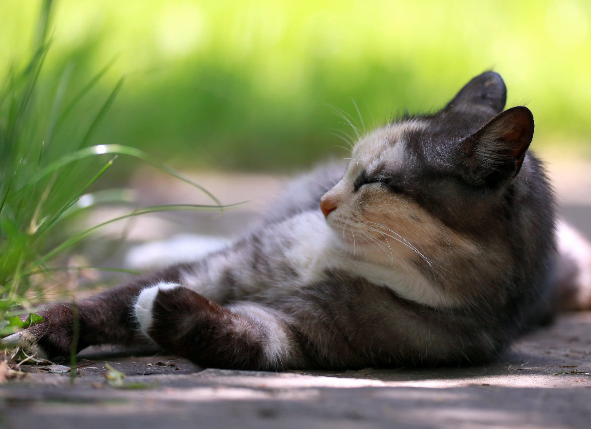 gato descanso hierba