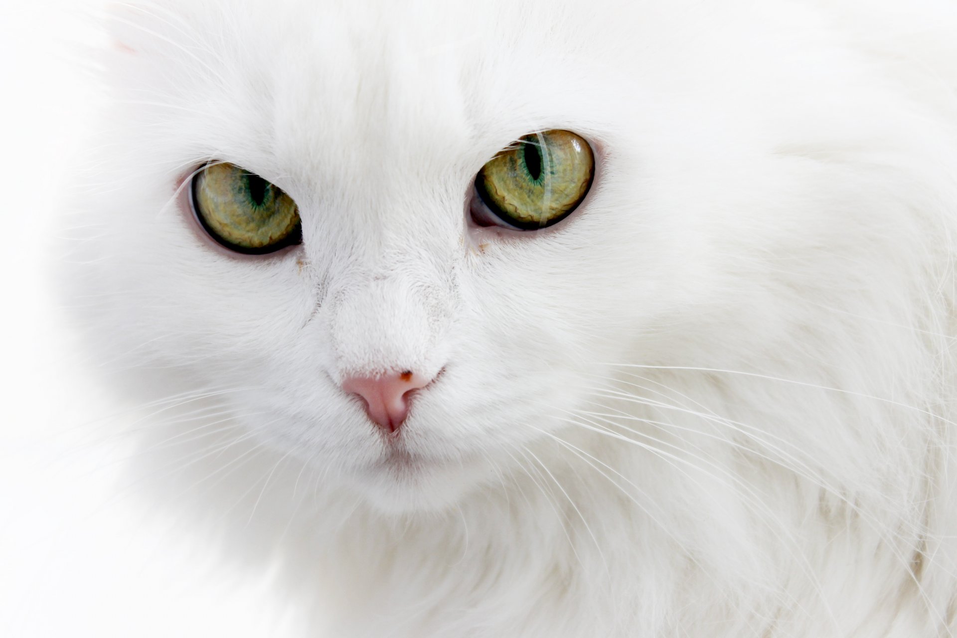 chat blanc chat angora moelleux