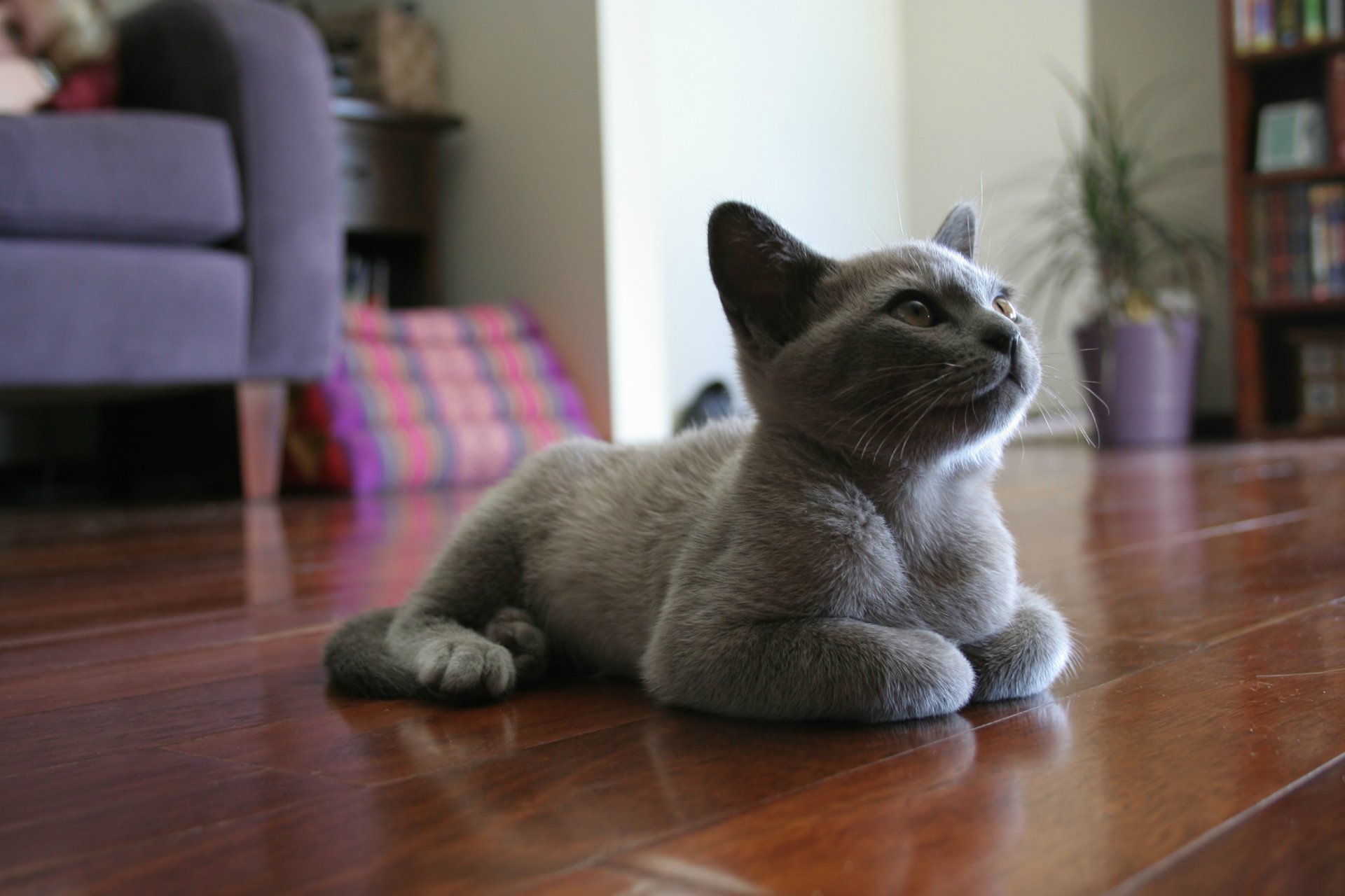 gato gatito gris miente en el suelo habitación muebles