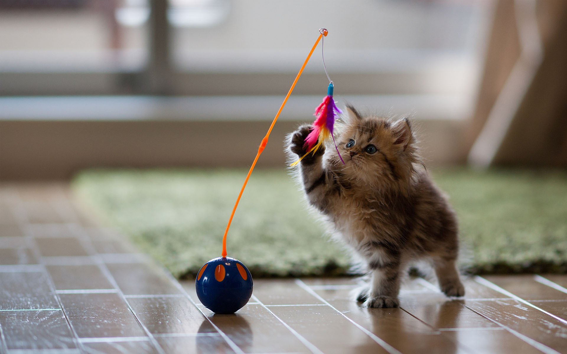 gatto gattino margherita ben torod giocattolo gioco piume