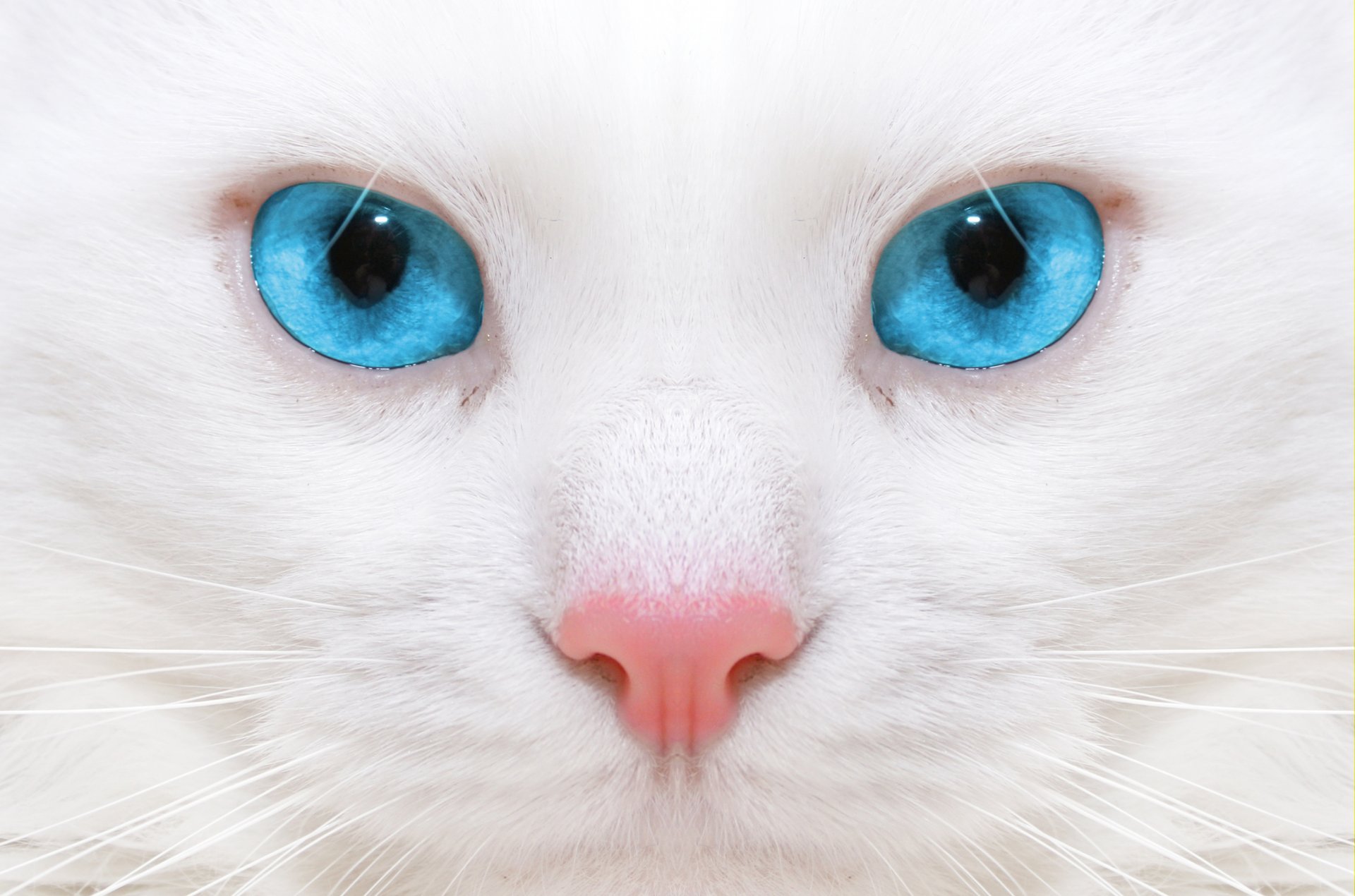 beau chat blanc chaton fermer micro beau chat blanc gros plan micro grands yeux bleus