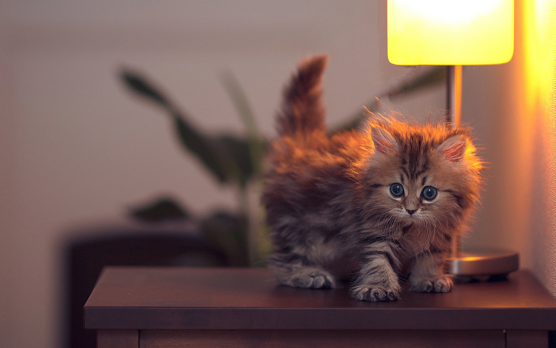 katze kätzchen gänseblümchen ben torde lampe nachttisch licht