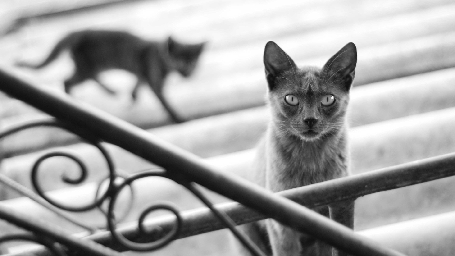 cat cat kitten black and white railing steps gray shadow silhouette blur