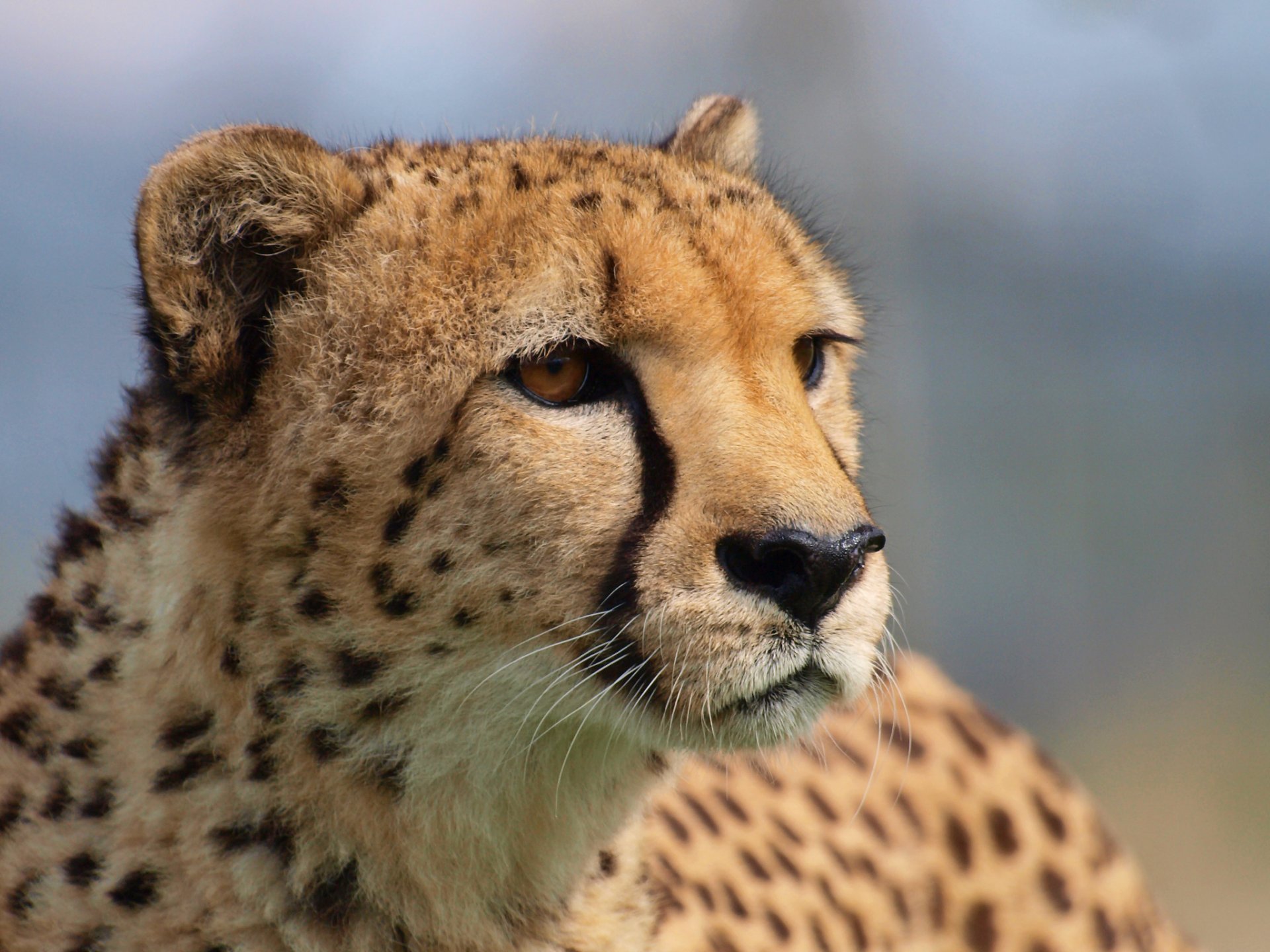 guépard grand chat prédateur regard