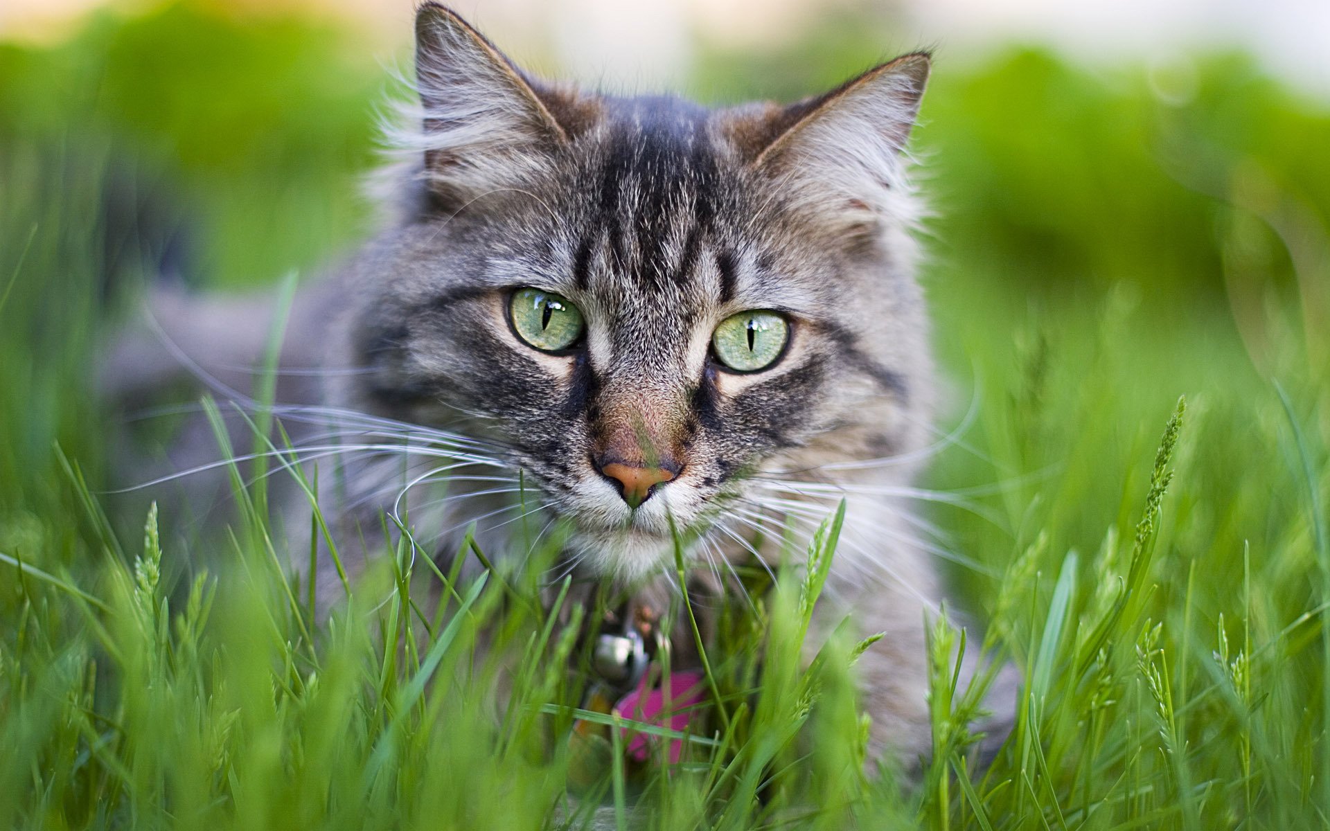 katze kätzchen katze muschi muschi kote blumen gras