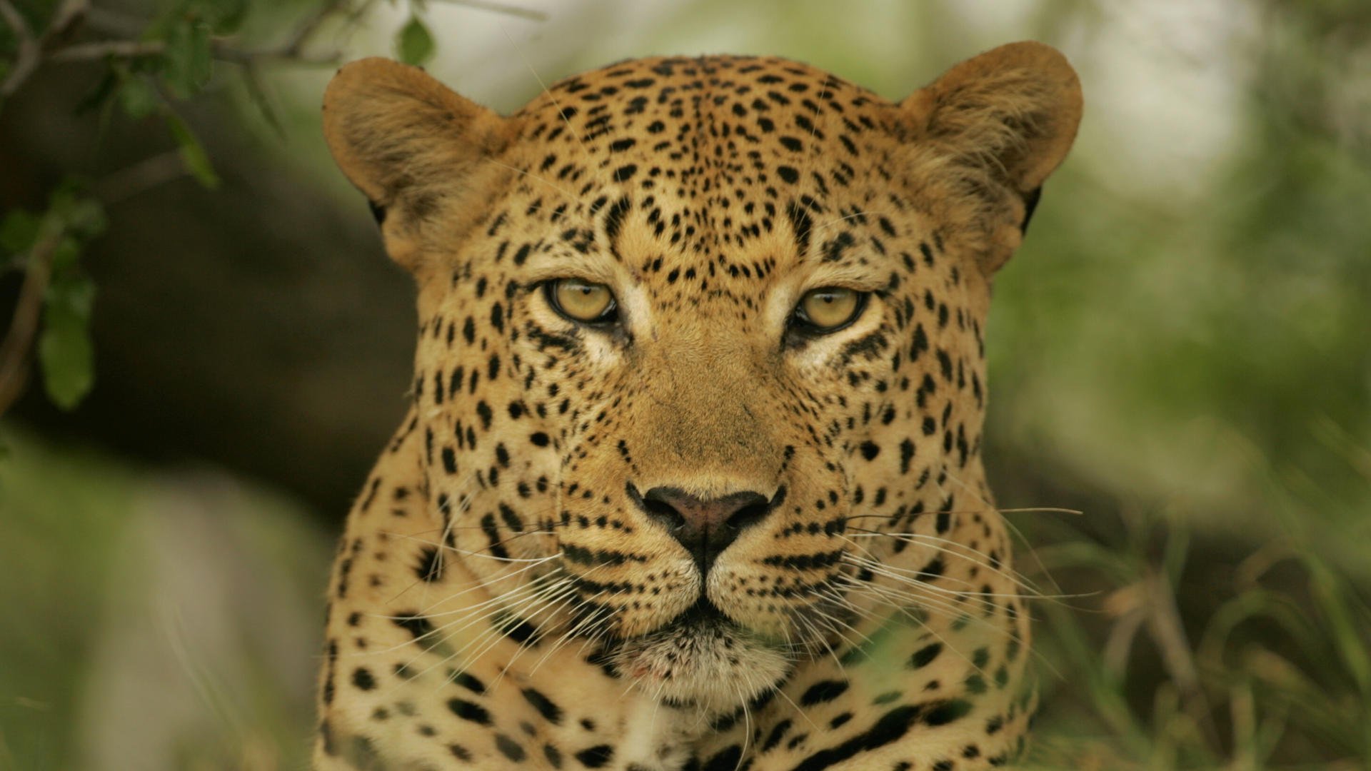 léopard à la recherche yeux jaune tacheté