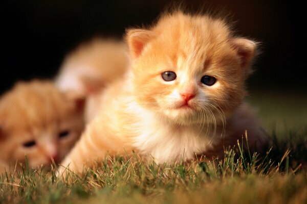 Red kittens are trying to walk on the grass