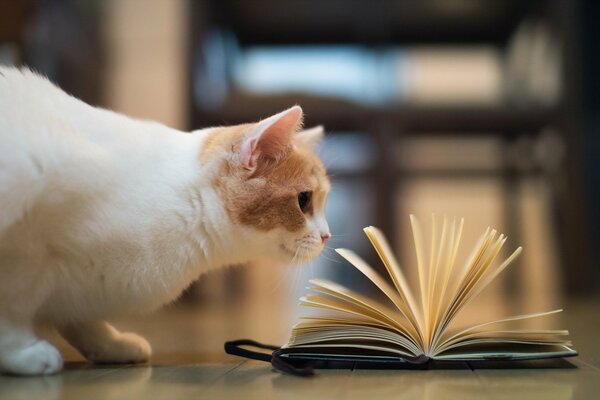 A cat and an open book on the table