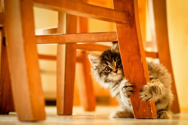 Un pequeño gato se esconde detrás de una silla