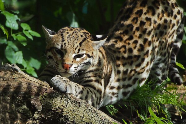 Chat sauvage aiguise ses griffes sur l arbre