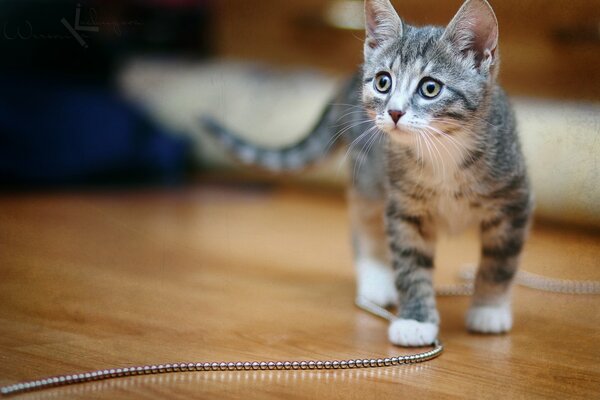 Gatito gris lindo mirando