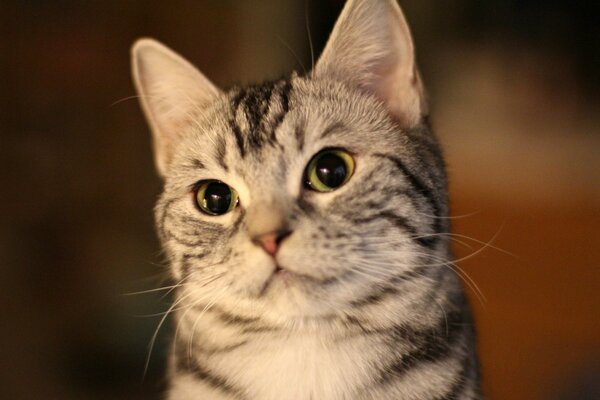 Playful look of a gray cat