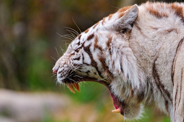 Tigre blanc avec de grandes crocs