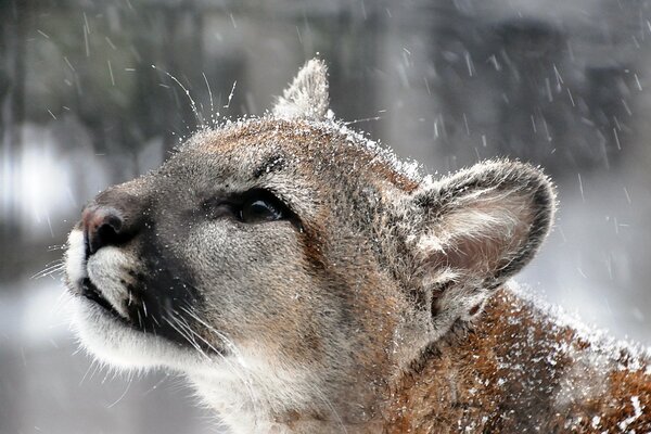 Cougar s muzzle under the sleet