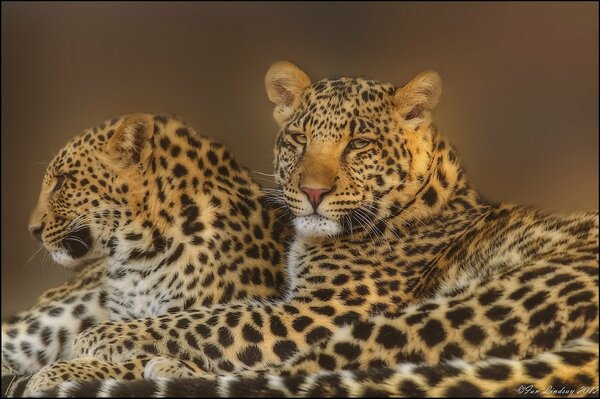 Un par de leopardos. Gatos depredadores